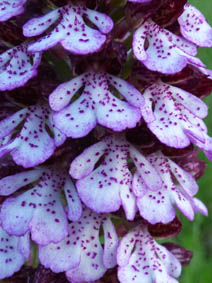 Orchis purpurea